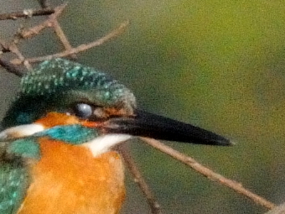 JZ~̏u@Photo by Kohyuh 2011/04/12