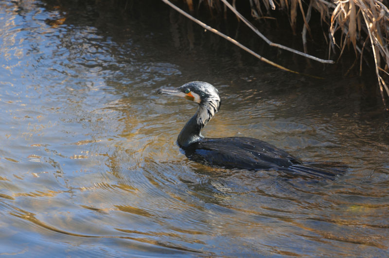カワウの飛び立ち（８態）　船橋川　枚方市　大阪府　2020/02/10　Photo by Kohyuh　（写真提供：　好酉）