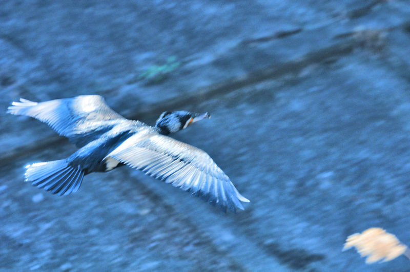 カワウの飛び立ち（８態）　船橋川　枚方市　大阪府　2020/02/10　Photo by Kohyuh　（写真提供：　好酉）