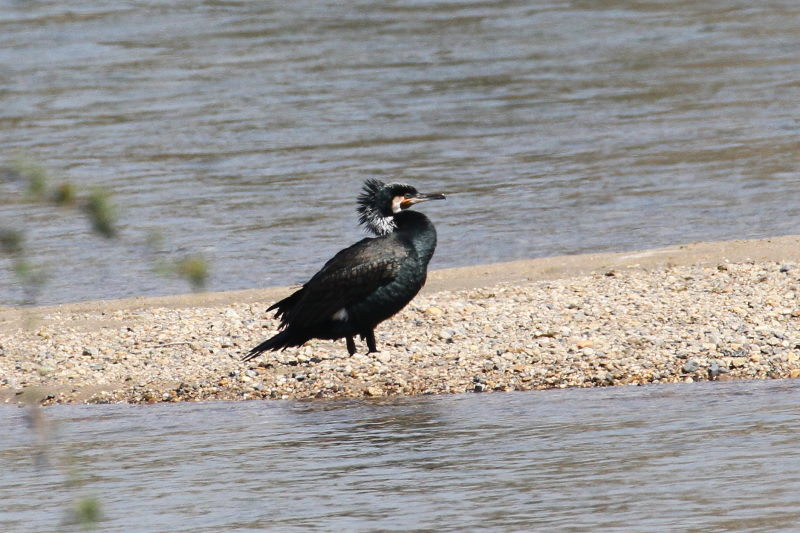 カワウ （３態-1）　木津川　八幡市　2015/03/17　Photo by manda