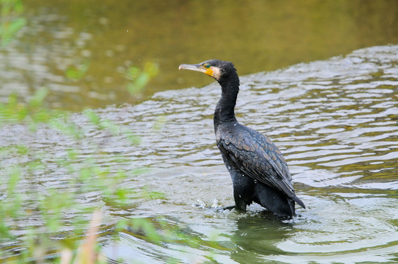 JEiї̐j@D@s@2020/10/03@Photo by Kohyuh