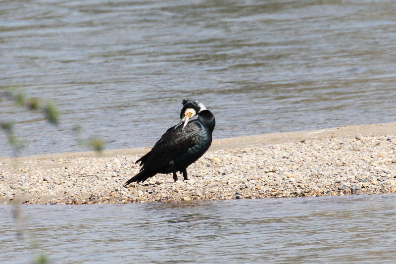 カワウ （３態-2）　木津川　八幡市　2015/03/17　Photo by manda