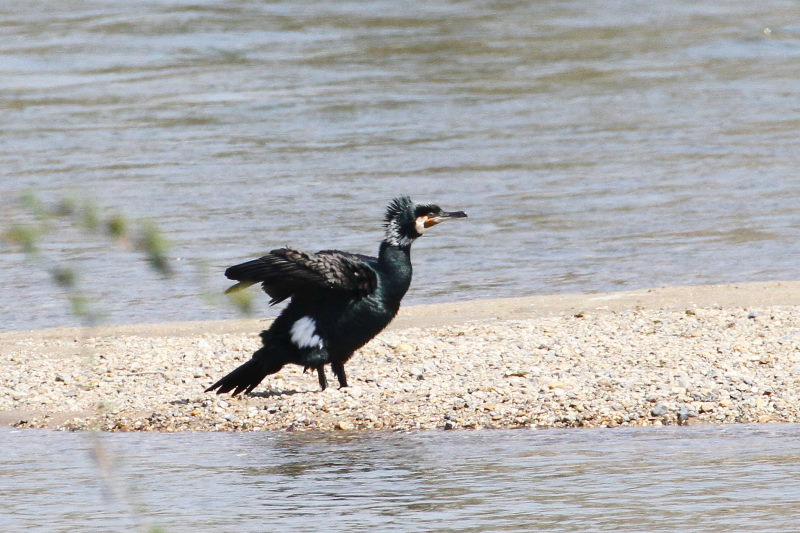 カワウ （３態-3）　木津川　八幡市　2015/03/17　Photo by manda