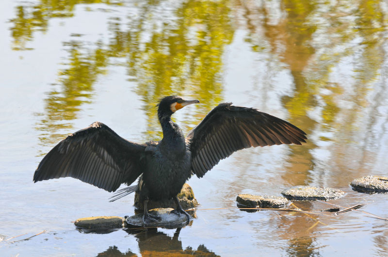 JEiSԁj@J@s@2021/04/15@Photo by Kohyuh