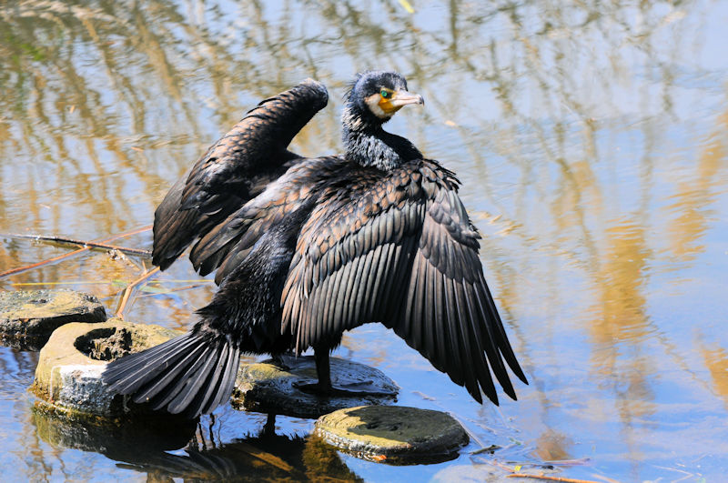 JEiSԁj@J@s@2021/04/15@Photo by Kohyuh