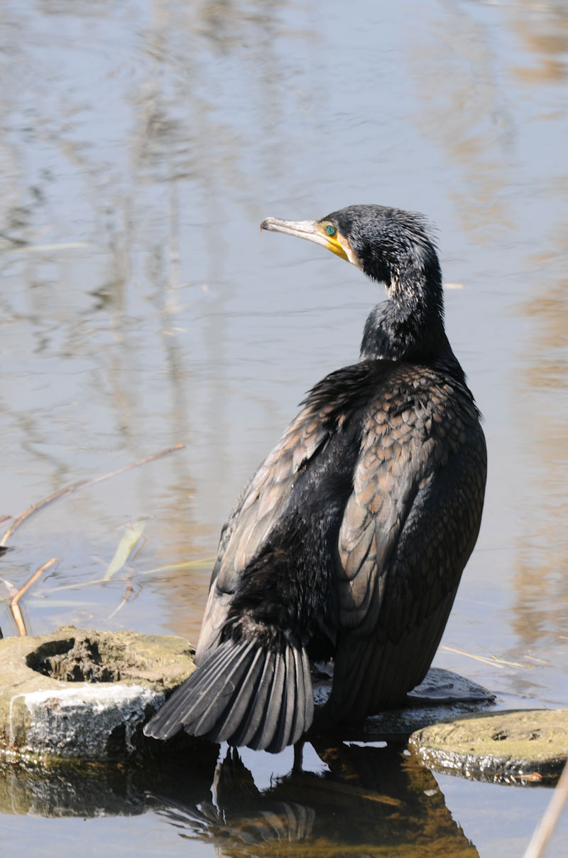 JEiSԁj@J@s@2021/04/15@Photo by Kohyuh