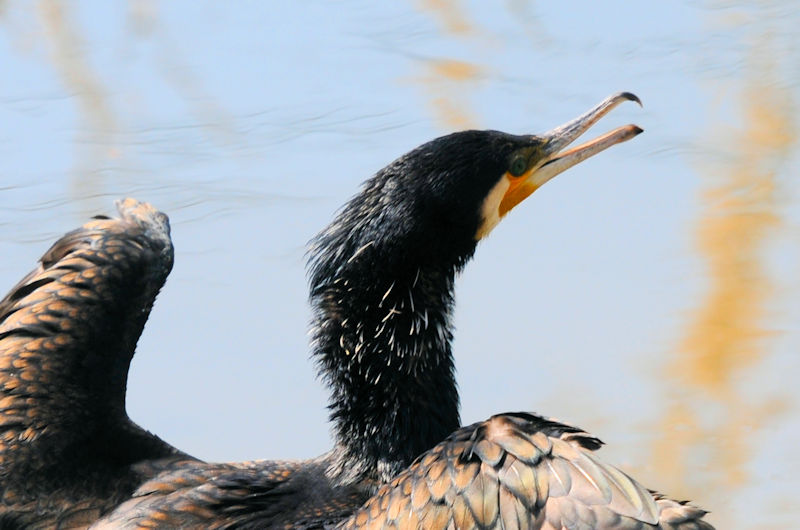 JEiSԁj@J@s@2021/04/15@Photo by Kohyuh