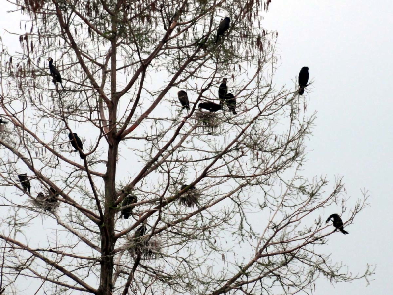 JẼRj[@pi\jbNA[i@s@2011/04/15@Photo by Nagamura@iʐ^񋟁F@j