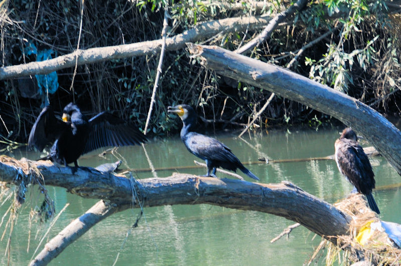 JEiƑj@킫R^@j@s@2020/06/23@Photo by Kohyuh