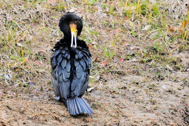 カワウの羽繕い （２０態）　大谷川　八幡市　2022/02/15　Photo by Kohyuh