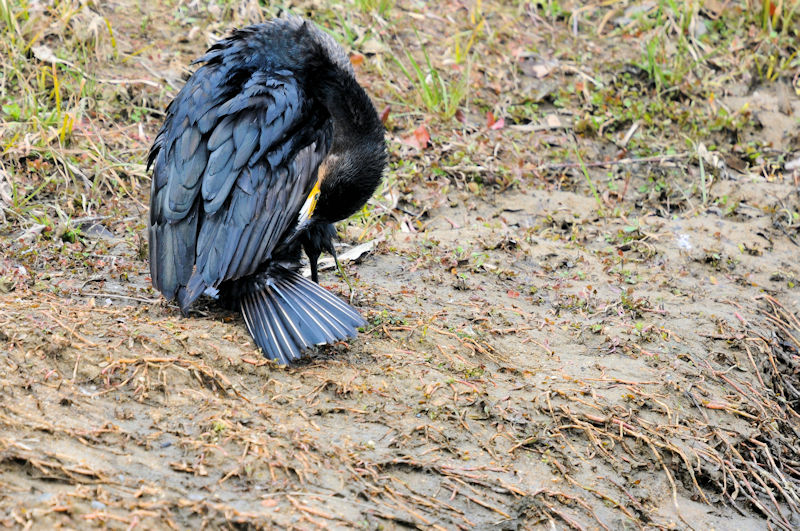 カワウの羽繕い （２０態）　大谷川　八幡市　2022/02/15　Photo by Kohyuh