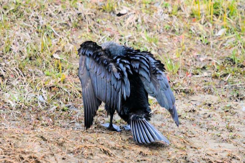 カワウの羽繕い （２０態）　大谷川　八幡市　2022/02/15　Photo by Kohyuh