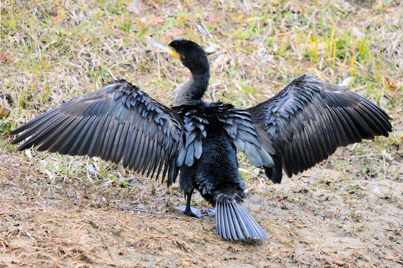 カワウの羽繕い （２０態）　大谷川　八幡市　2022/02/15　Photo by Kohyuh