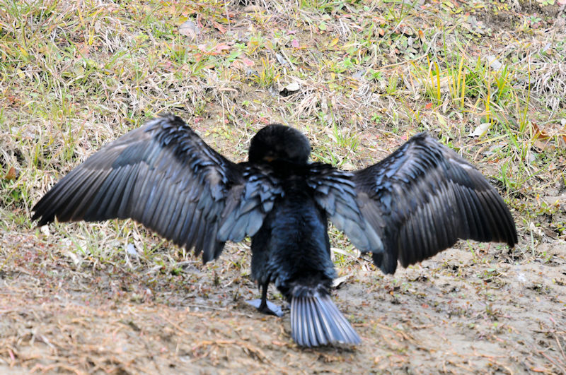 カワウの羽繕い （２０態）　大谷川　八幡市　2022/02/15　Photo by Kohyuh