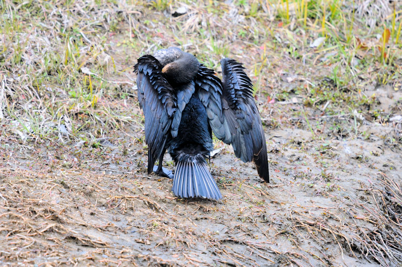 カワウの羽繕い （２０態）　大谷川　八幡市　2022/02/15　Photo by Kohyuh