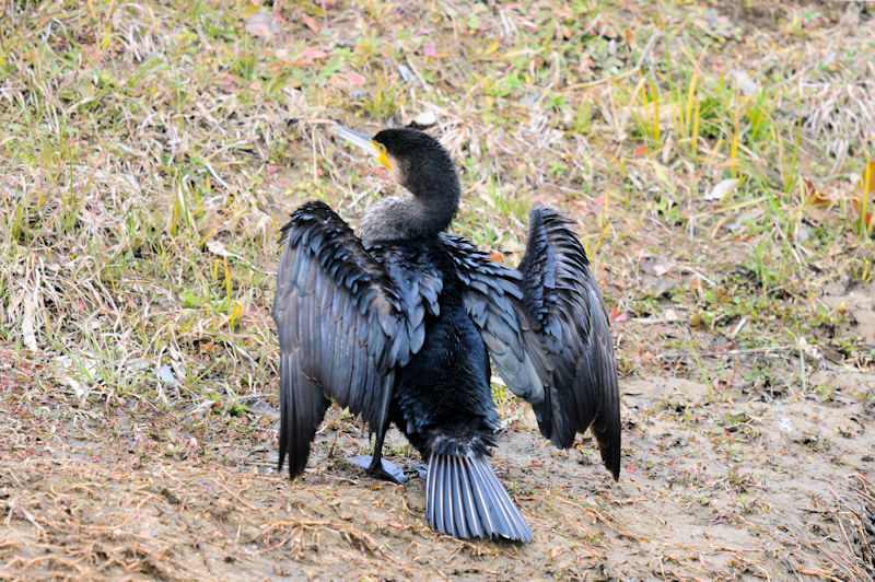 カワウの羽繕い （２０態）　大谷川　八幡市　2022/02/15　Photo by Kohyuh