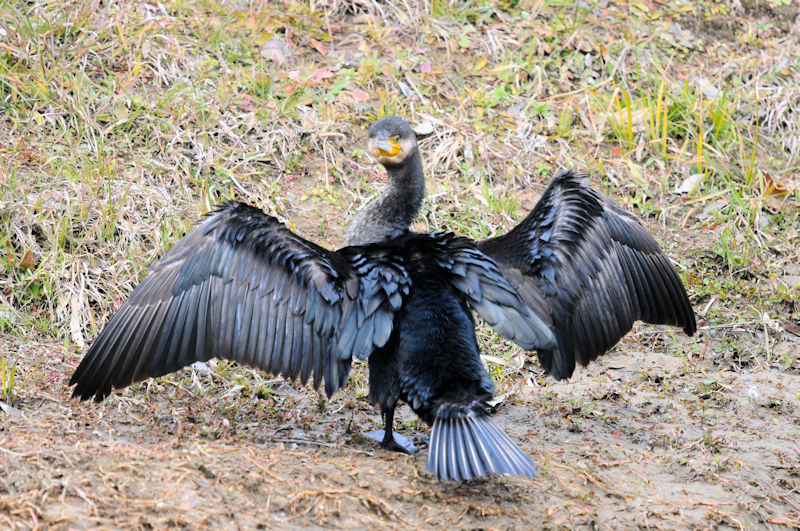 カワウの羽繕い （２０態）　大谷川　八幡市　2022/02/15　Photo by Kohyuh