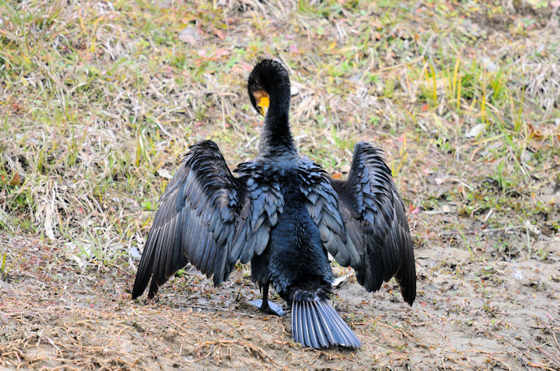 カワウの羽繕い （２０態）　大谷川　八幡市　2022/02/15　Photo by Kohyuh