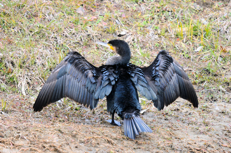カワウの羽繕い （２０態）　大谷川　八幡市　2022/02/15　Photo by Kohyuh