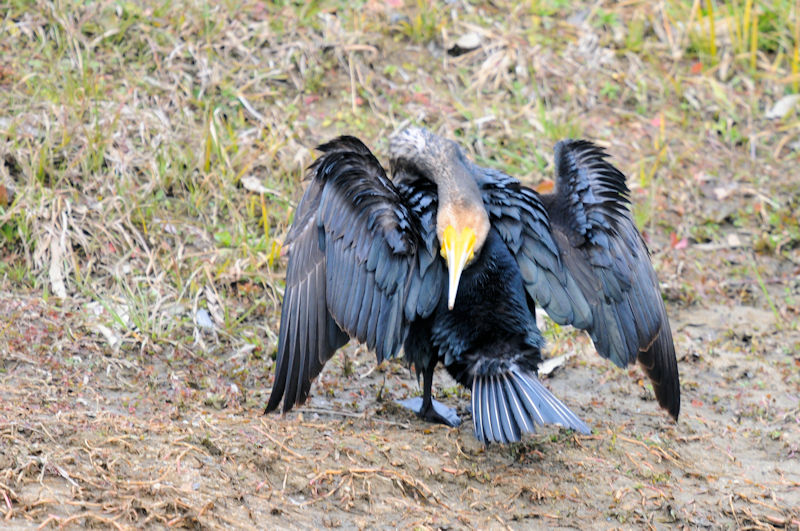 カワウの羽繕い （２０態）　大谷川　八幡市　2022/02/15　Photo by Kohyuh