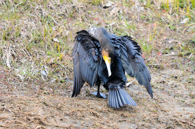 カワウの羽繕い （２０態）　大谷川　八幡市　2022/02/15　Photo by Kohyuh