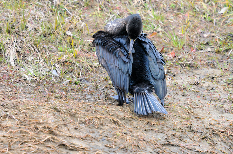 カワウの羽繕い （２０態）　大谷川　八幡市　2022/02/15　Photo by Kohyuh
