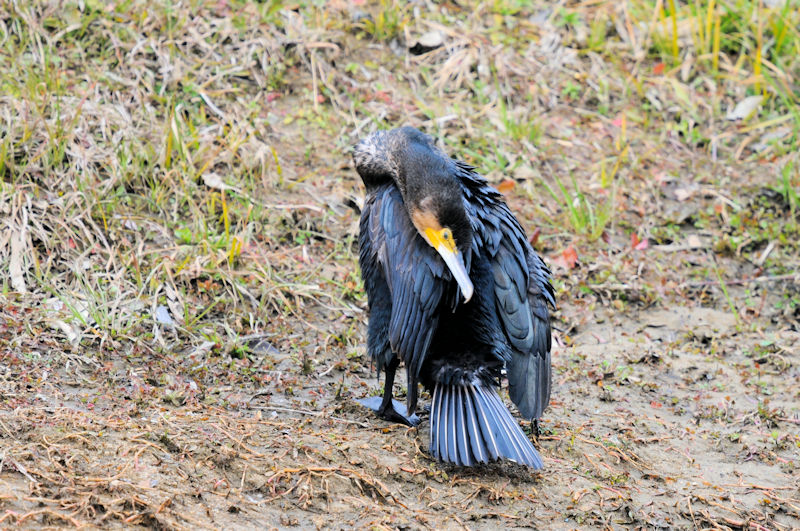 カワウの羽繕い （２０態）　大谷川　八幡市　2022/02/15　Photo by Kohyuh