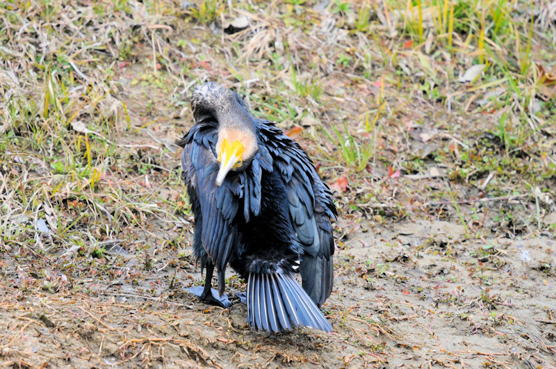 カワウの羽繕い （２０態）　大谷川　八幡市　2022/02/15　Photo by Kohyuh