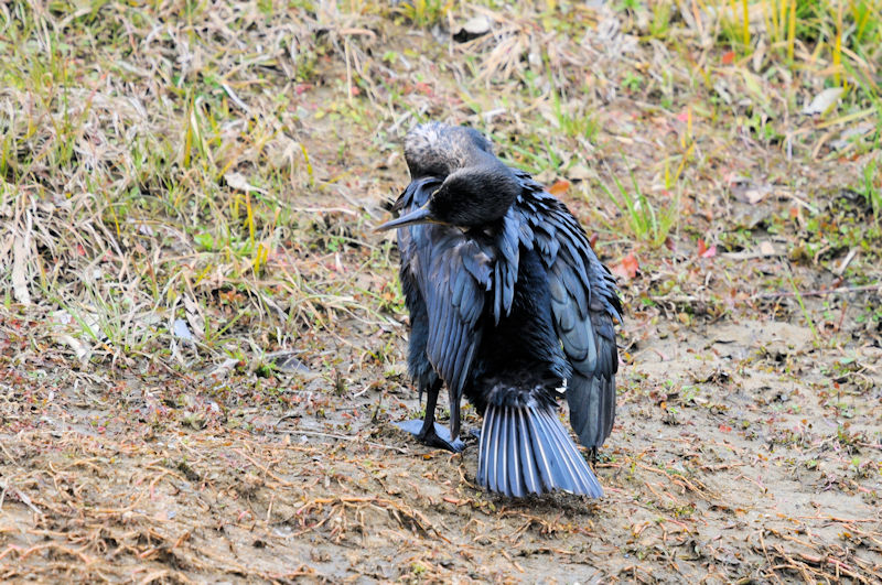 カワウの羽繕い （２０態）　大谷川　八幡市　2022/02/15　Photo by Kohyuh