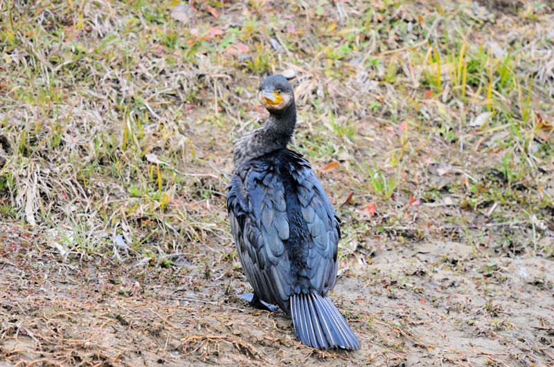 カワウの羽繕い （２０態）　大谷川　八幡市　2022/02/15　Photo by Kohyuh
