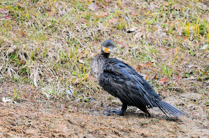 カワウの羽繕い （２０態）　大谷川　八幡市　2022/02/15　Photo by Kohyuh