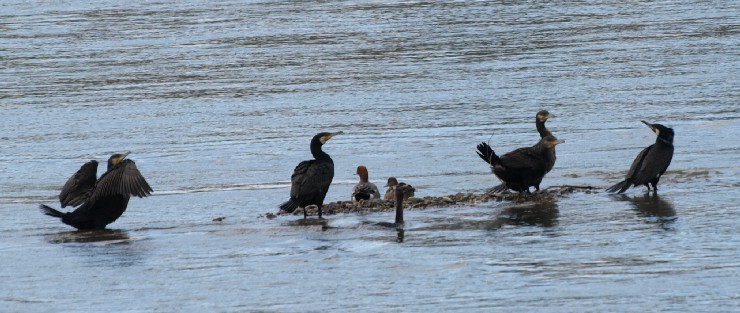 D JE@Q@s@썶݁@2008/04/19@Photo by Takemoto