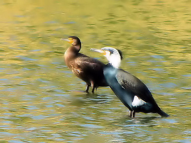 F JE@ij ᒹ@@iEj @ĉH@ߌΒn@s@2010/01/30@Photo by Kohyuh