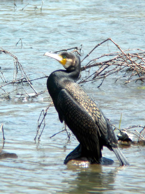 B JE@~H i񐶐BHj@s@w@2006/03/15@Photo by Takayama