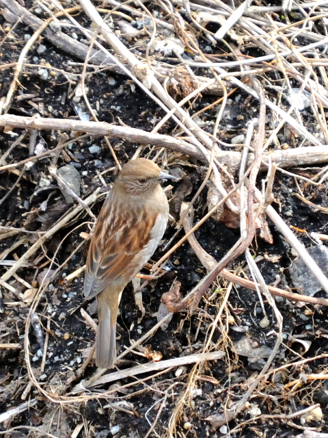 ① カヤクグリ　成鳥　冬羽　大阪城　大阪市　2013/01/23　Photo by Kohyuh