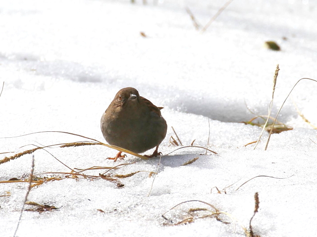 カヤクグリ （４態-1）　成鳥　冬羽　白旗池　交野市　2014/02/11　Photo by manda