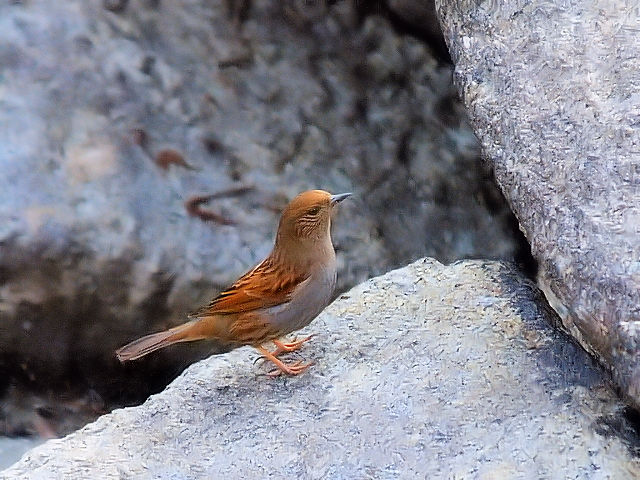 ② カヤクグリ　成鳥　冬羽　大阪城　大阪市　2013/01/23　Photo by Kohyuh