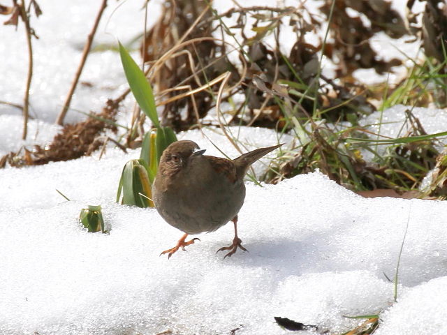 カヤクグリ （４態-2）　成鳥　冬羽　白旗池　交野市　2014/02/11　Photo by manda