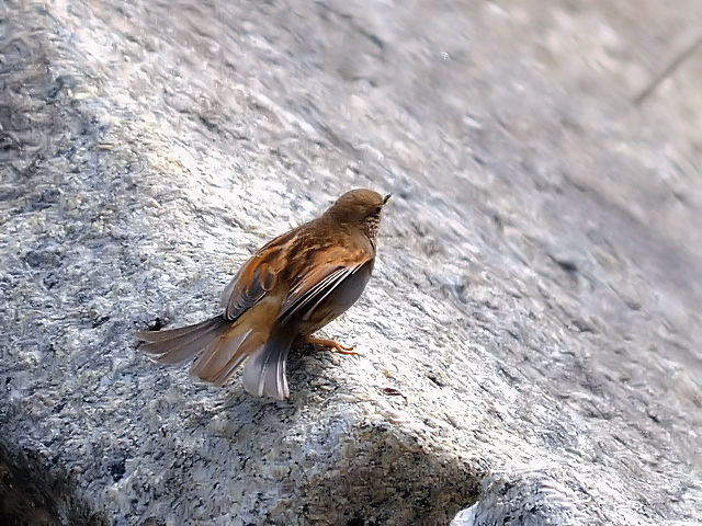 ③ カヤクグリ　成鳥　冬羽　大阪城　大阪市　2013/01/23　Photo by Kohyuh