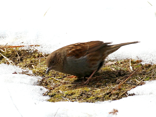 カヤクグリ （４態-3）　成鳥　冬羽　白旗池　交野市　2014/02/11　Photo by manda