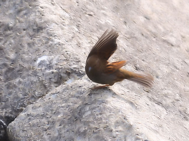 ④ カヤクグリ　成鳥　冬羽　大阪城　大阪市　2013/01/23　Photo by Kohyuh