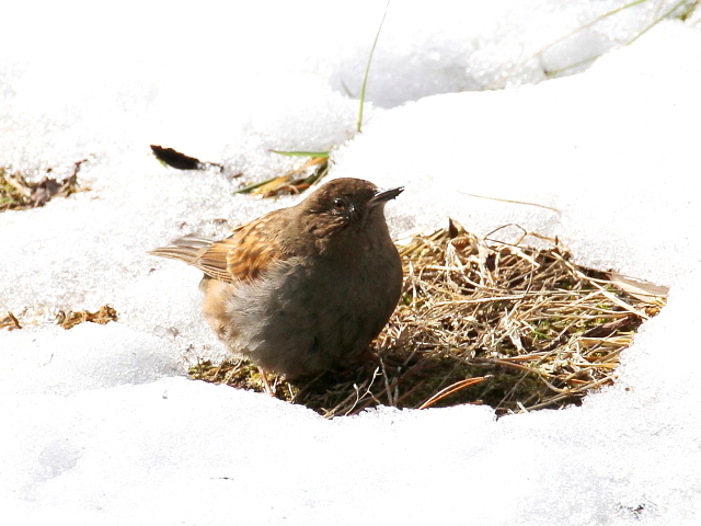 カヤクグリ （４態-4）　成鳥　冬羽　白旗池　交野市　2014/02/11　Photo by manda