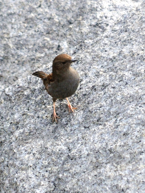 ⑤ カヤクグリ　成鳥　冬羽　大阪城　大阪市　2013/01/23　Photo by Kohyuh