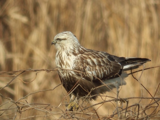 ③ ケアシノスリ　若鳥 　京都市　宇治川左岸　 2008/01/09　Photo by Mitchao