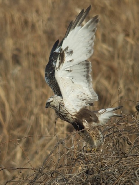 ④ ケアシノスリ　若鳥 　京都市　宇治川左岸　 2008/01/09　Photo by Mitchao