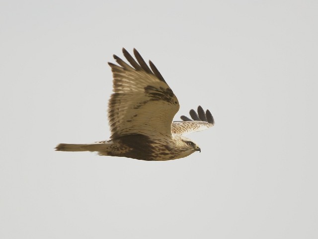 ② ケアシノスリ　若鳥 　京都市　宇治川左岸　 2008/01/07　Photo by Mitchao