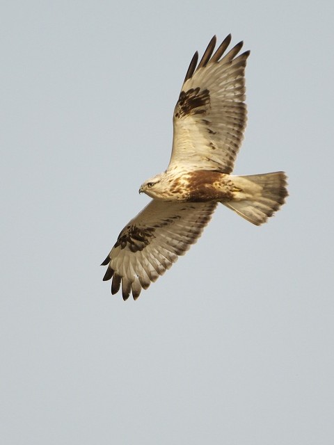 ① ケアシノスリ　若鳥 　京都市　宇治川左岸　 2008/01/07　Photo by Mitchao