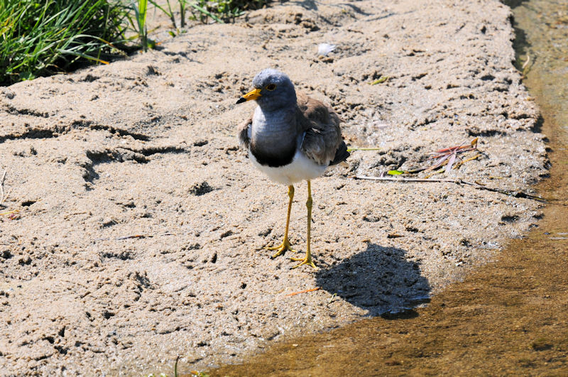 ケリの羽繕い（１３態-1）　大谷川　八幡市　2020/04/30 Photo by Kohyuh