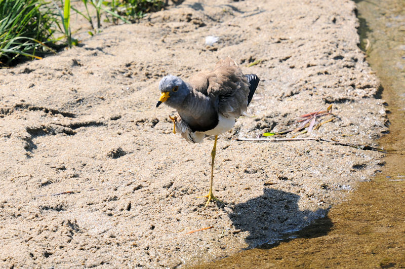 ケリの羽繕い（１３態-2）　大谷川　八幡市　2020/04/30 Photo by Kohyuh