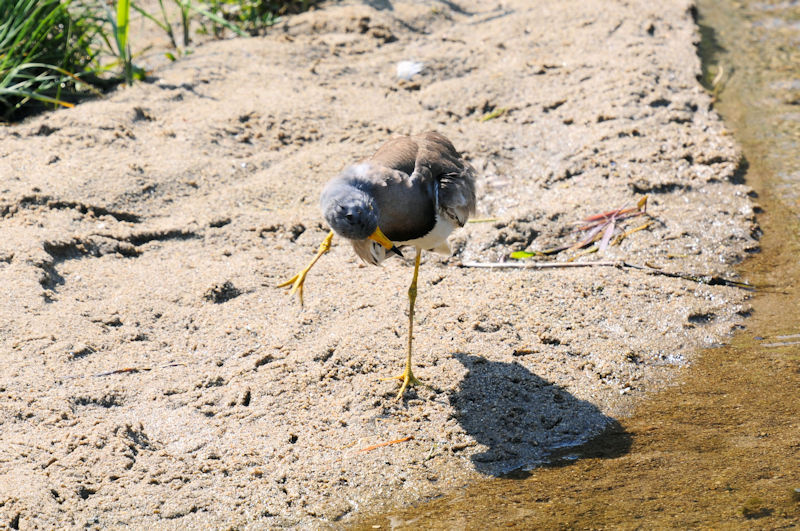 ケリの羽繕い（１３態-3）　大谷川　八幡市　2020/04/30 Photo by Kohyuh